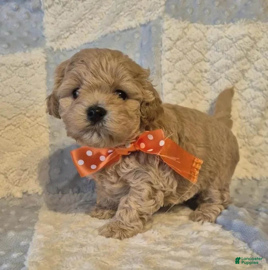 Maltipoo dogs for sale: Lexxie - Ad 10