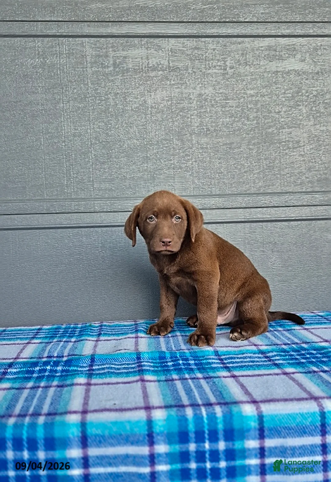 Labrador Retriever dogs for sale: Jack - Ad 3