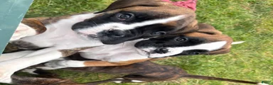 Boxer 1 Samson 