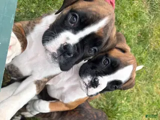 Boxer dogs for sale: Boxer 1 Samson - Ad 3