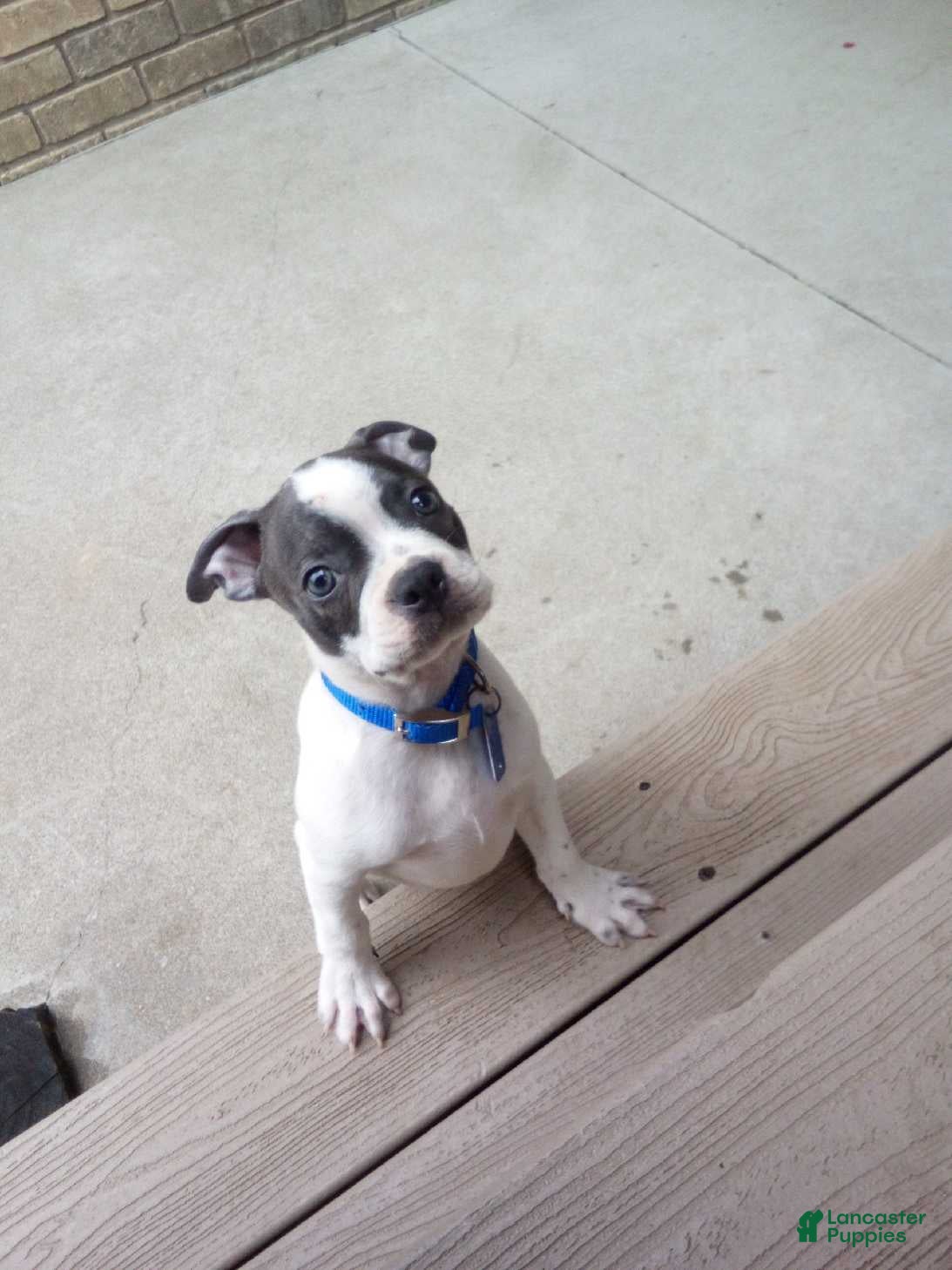 Boston Terrier dogs Ronnie - Ad 2