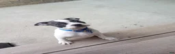 Boston Terrier dogs for sale: Ronnie - Ad 2