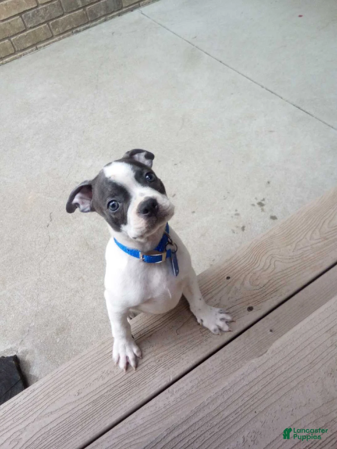 Boston Terrier dogs for sale: Ronnie - Ad 2