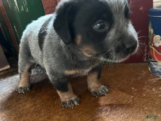 Australian Cattle Dog dogs Australian Cattle Dog Puppy 1 - Ad 3