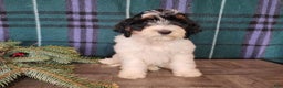 Mini Bernedoodle dogs for sale: Vixon - Ad 5