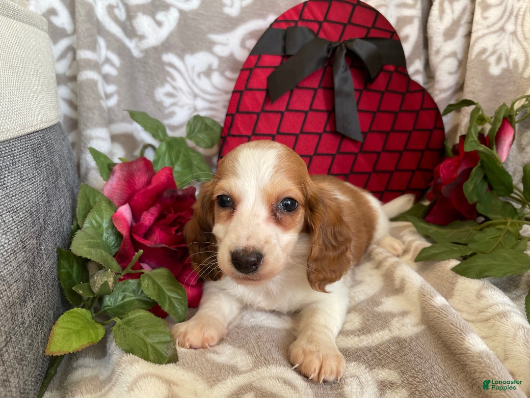 Miniature Dachshund dogs for sale: Baxter - Ad 11