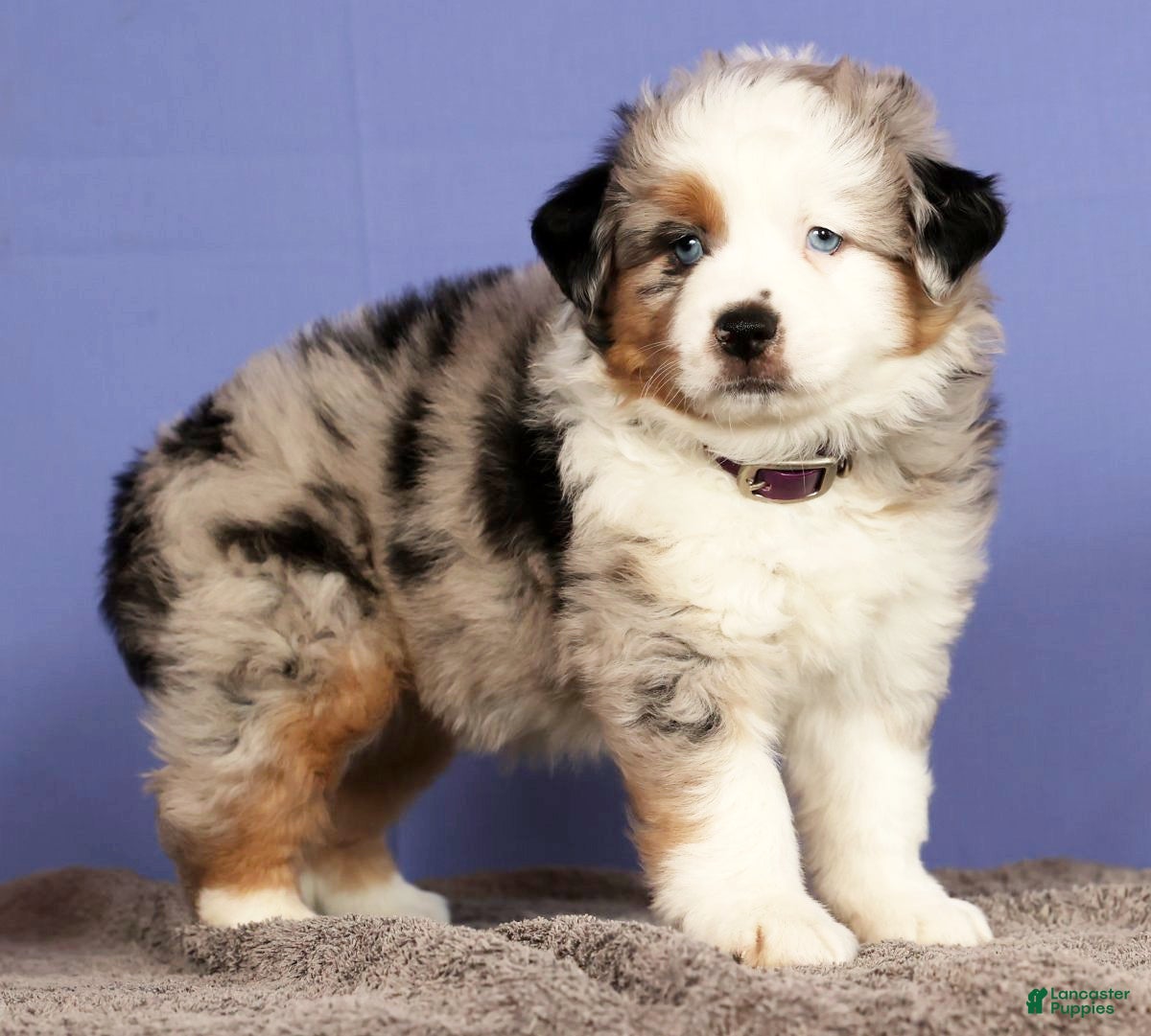 Miniature Australian Shepherd dogs Bethany - Ad 29