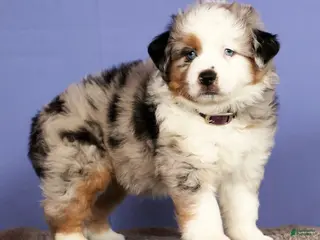 Miniature Australian Shepherd dogs Bethany - Ad 29