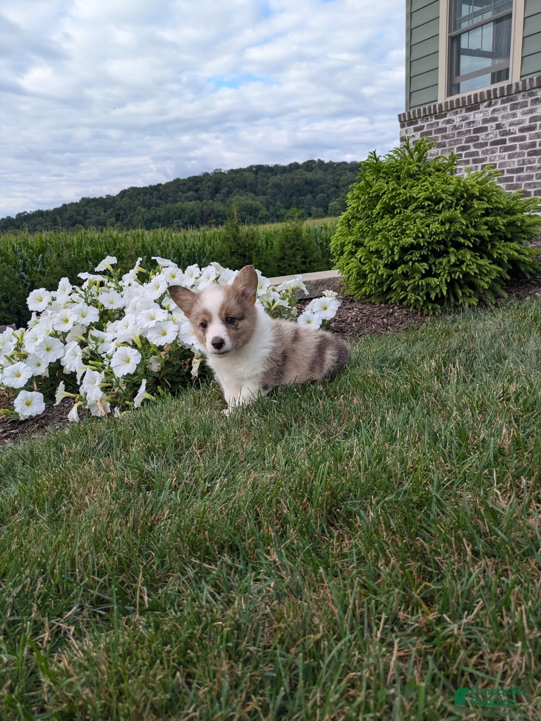 Welsh Corgi Pembroke dogs for sale: Peanut  - Ad 2