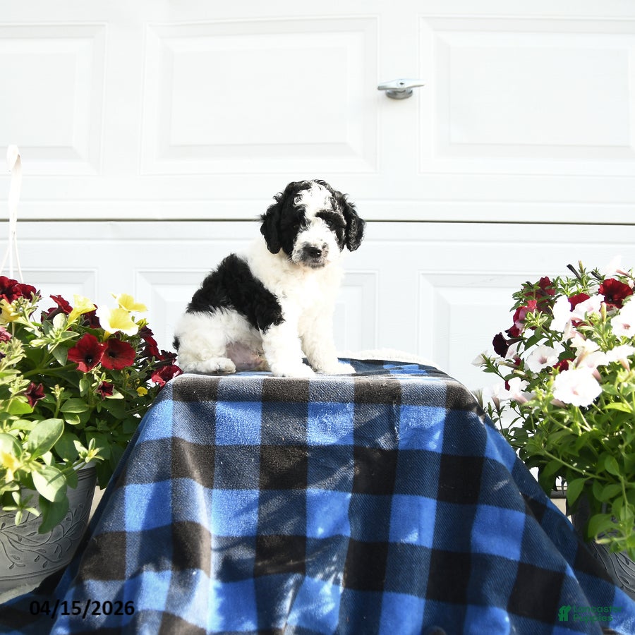 Cavapoo dogs Buzz - Ad 2