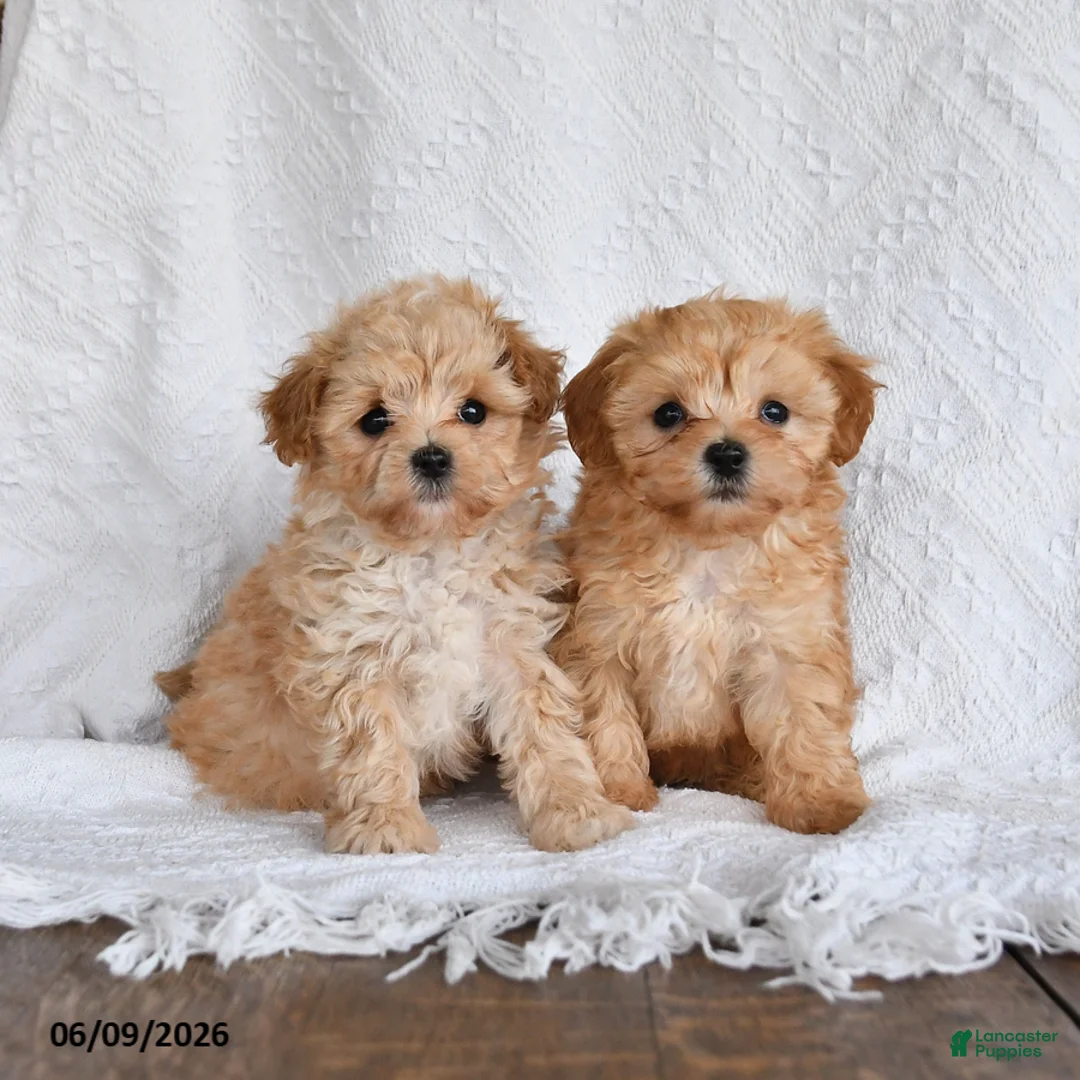 Maltipoo dogs for sale: Peanut  - Ad 5