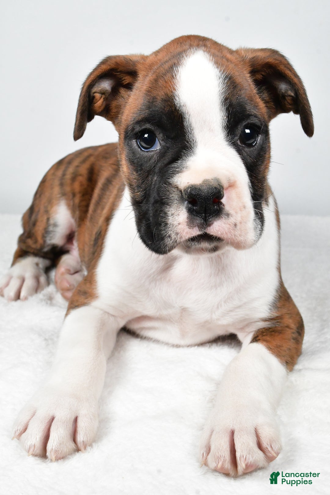 Boxer dogs for sale: Asher - Ad 7