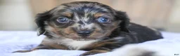Miniature Dachshund dogs for sale: Dustin Miniature Dachshund  - Ad 1