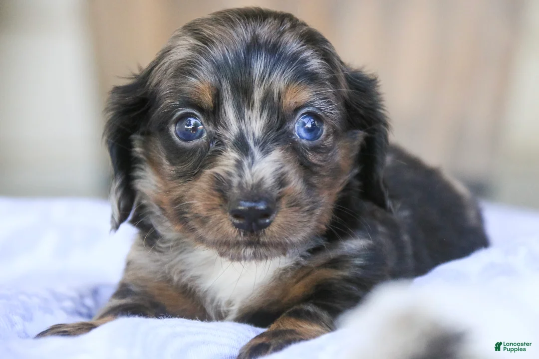 Miniature Dachshund dogs for sale: Dustin Miniature Dachshund  - Ad 1