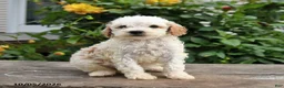 Mini Goldendoodle dogs for sale: Prince   - Ad 7