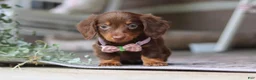 Miniature Dachshund dogs for sale: Landry - Ad 4