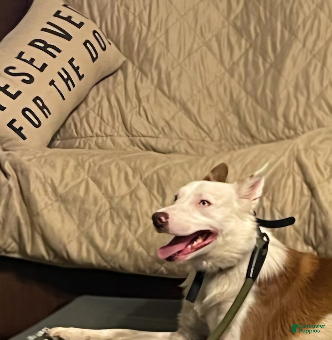 Border Collie dogs for sale: Border Collie Puppy 1 - Ad 7