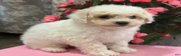 Bichpoo dogs for sale: Kayla - Ad 3