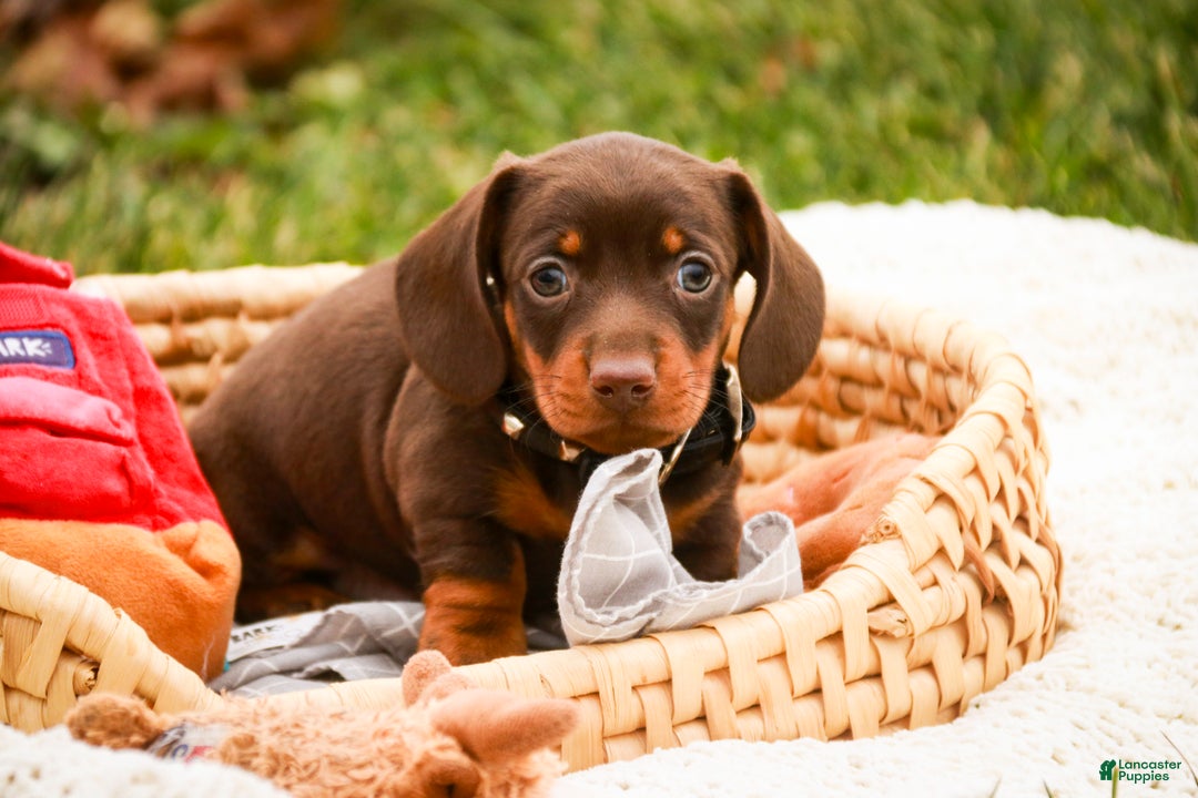 Miniature Dachshund dogs for sale: Barney - Ad 3