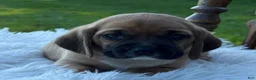 Puggle dogs for sale: Pudge - Ad 3