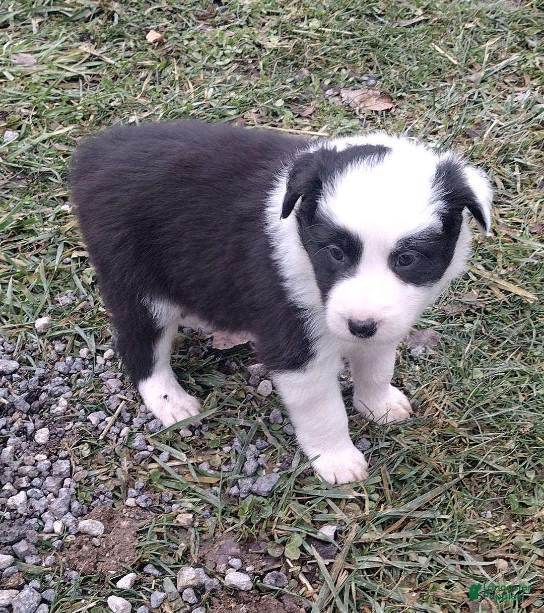 Border Collie dogs for sale: Benji  - Ad 2