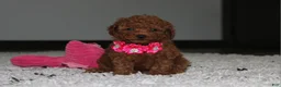 Toy Poodle dogs for sale: Beauty - Ad 3