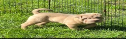 Shar Pei dogs for sale: Larry  - Ad 13