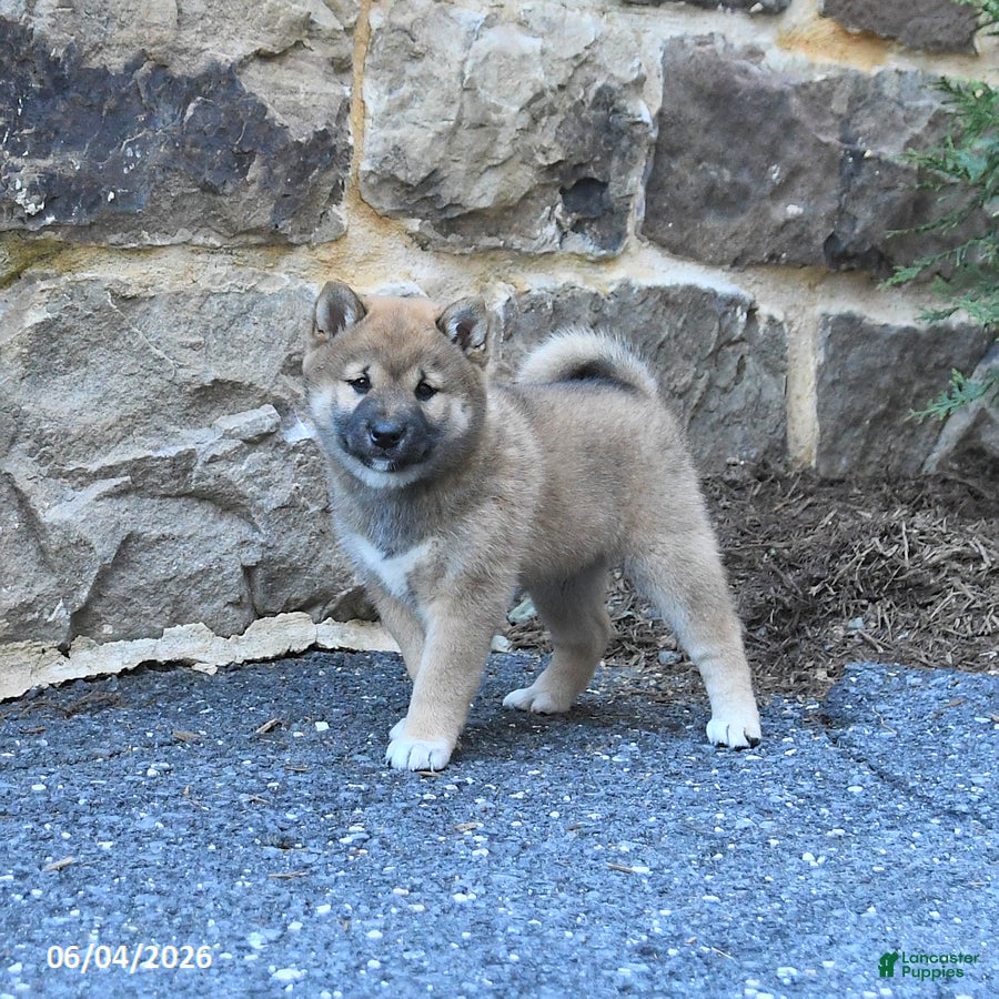 Shiba Inu dogs for sale: Shiloh - Ad 1