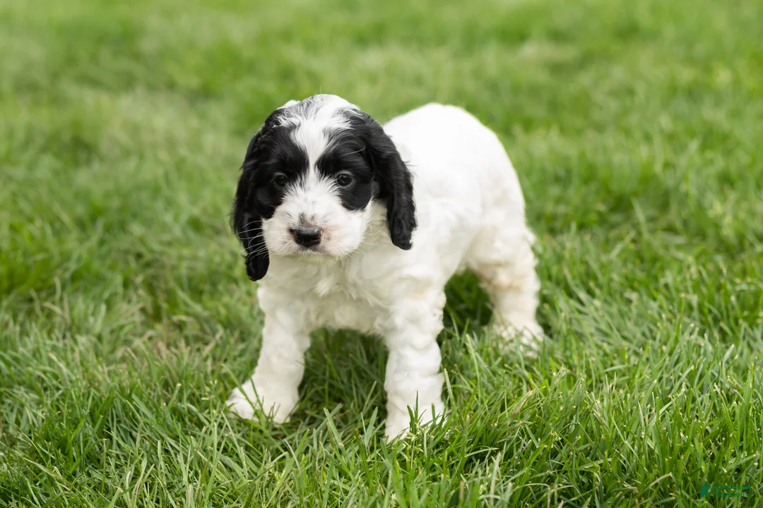 Cockapoo dogs for sale: Jesse - Ad 2