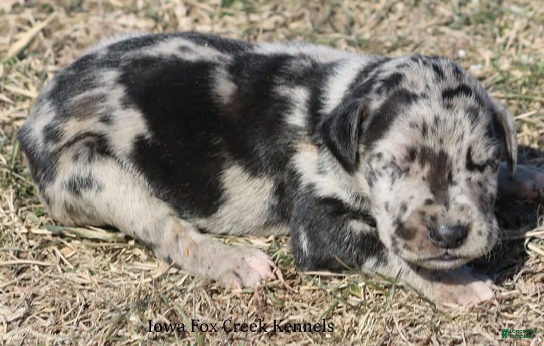 Great Dane dogs for sale: Scooby - Ad 3