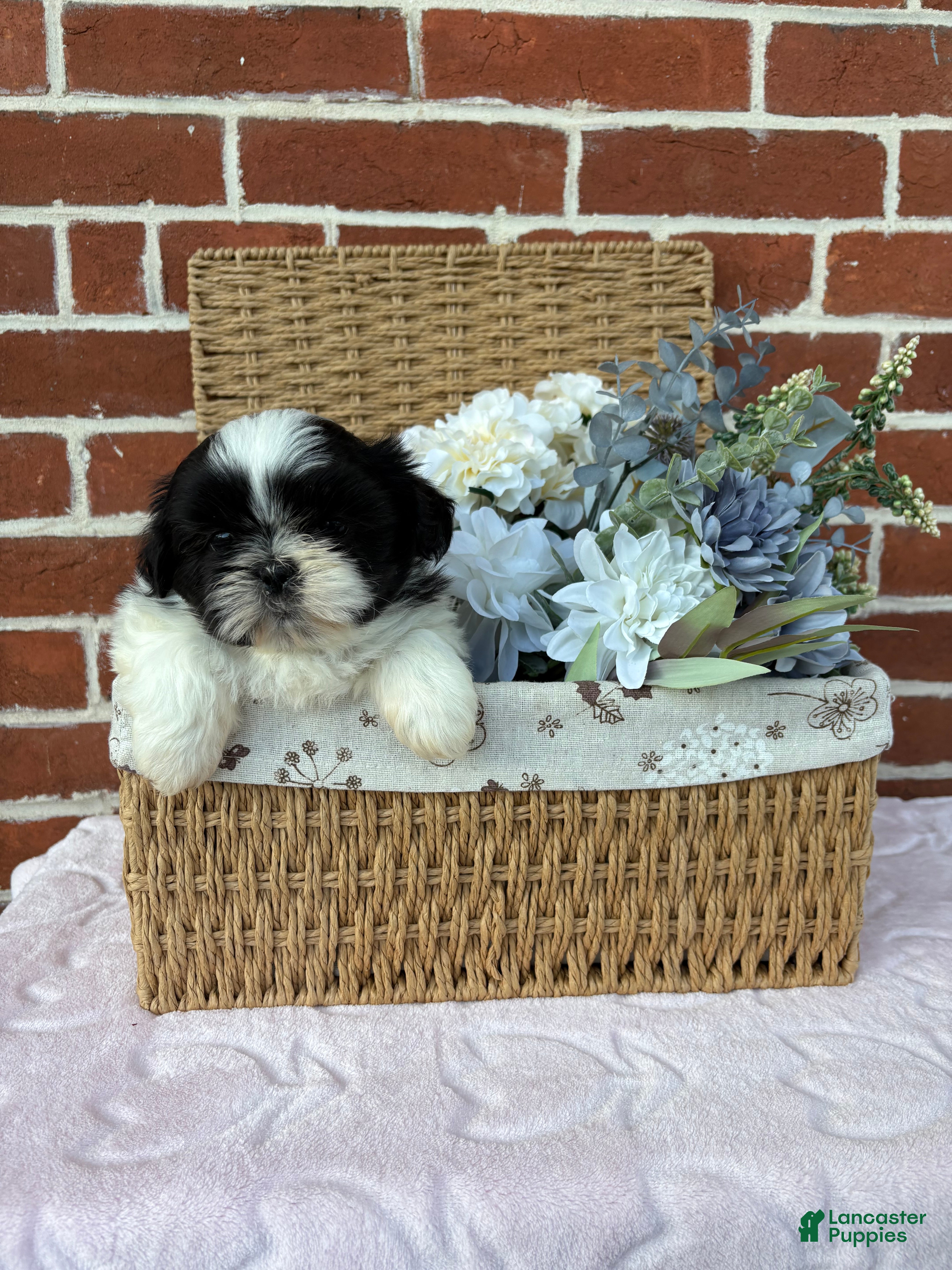 Shih Tzu dogs Winnie - Ad 2
