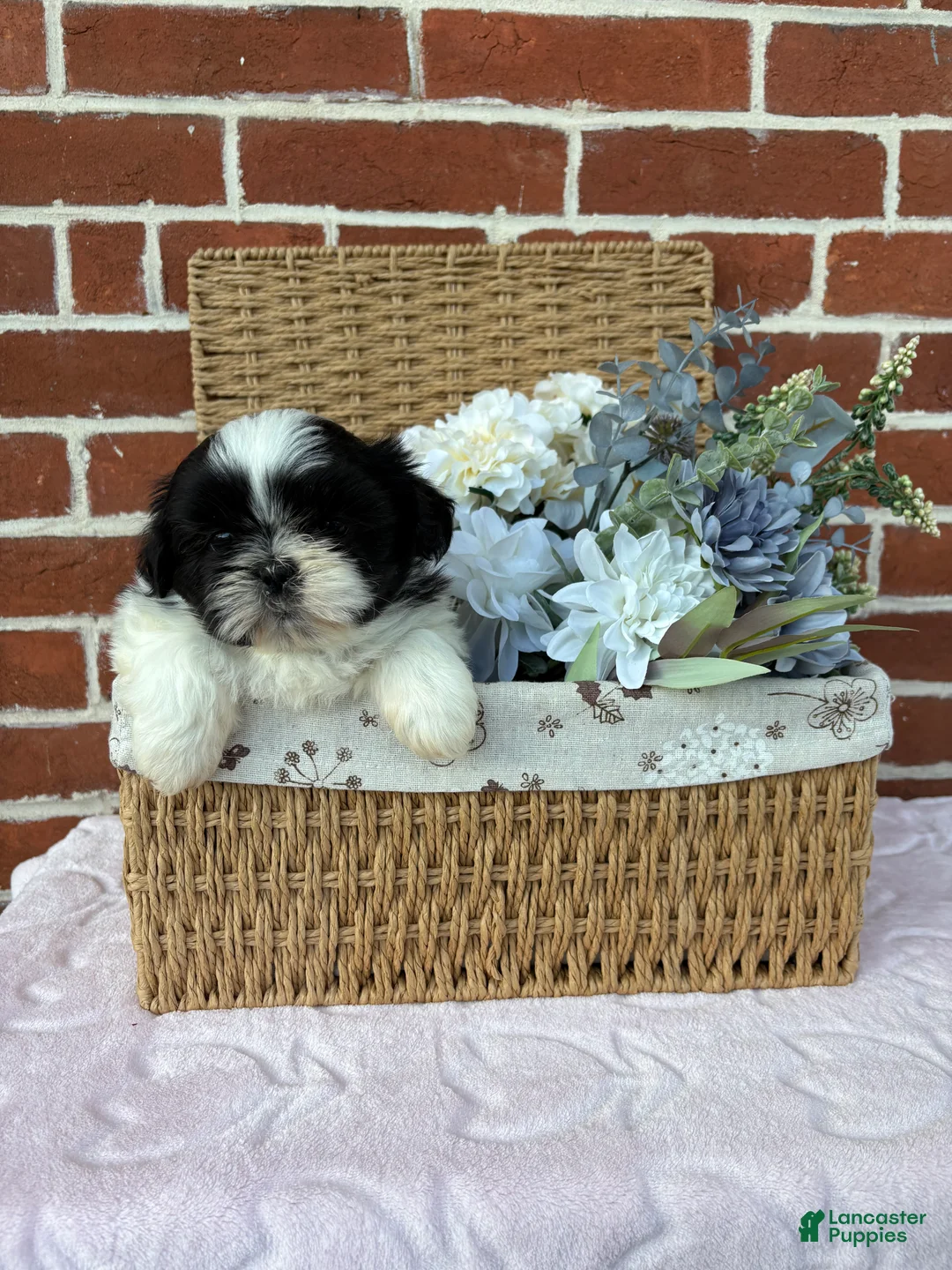 Shih Tzu dogs for sale: Winnie - Ad 2