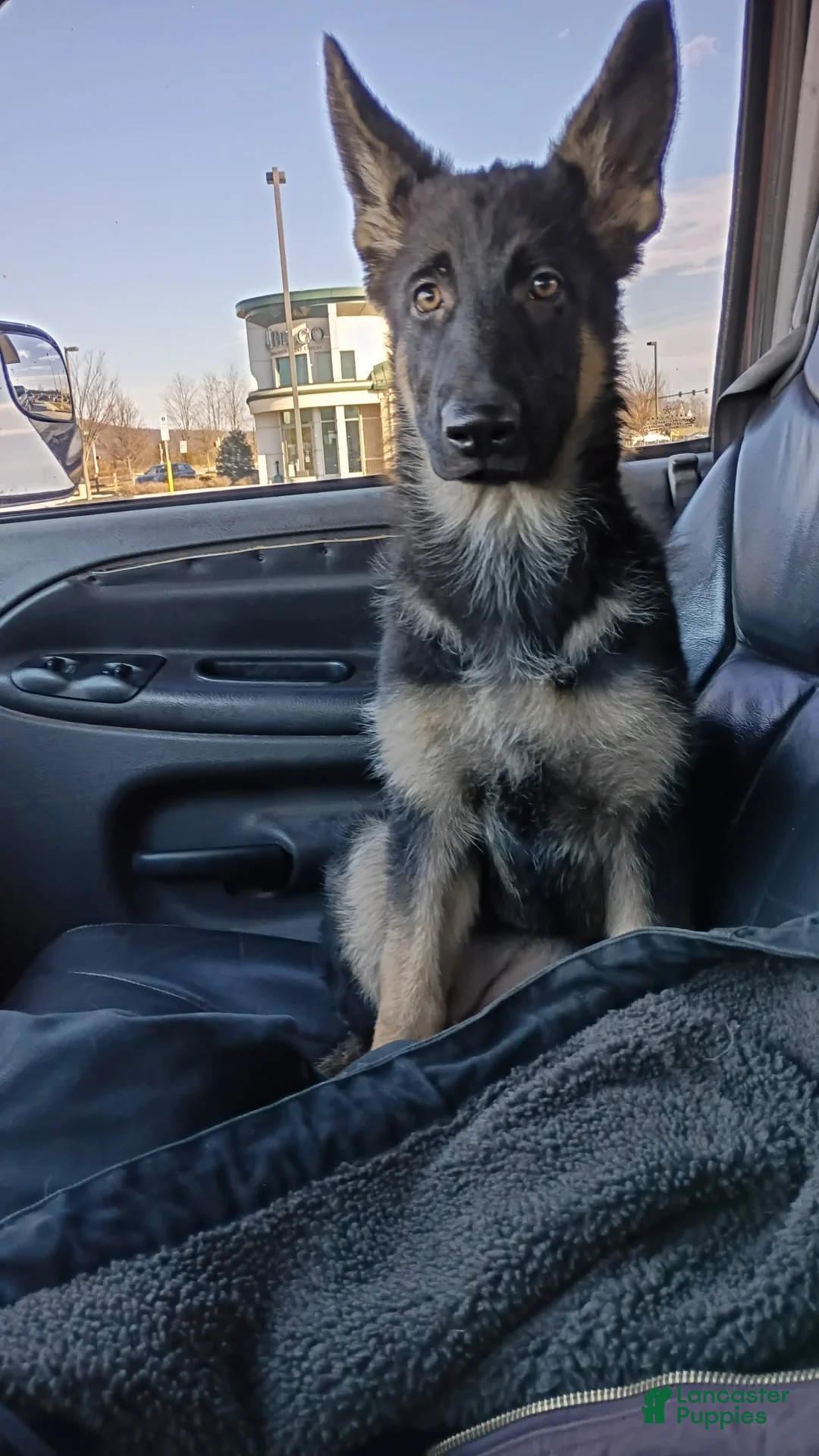 German Shepherd dogs for sale: Kayda - Ad 1