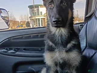 German Shepherd dogs Kayda - Ad 28