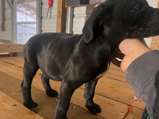 Cane Corso dogs Cane Corso Puppy 6 - Ad 6