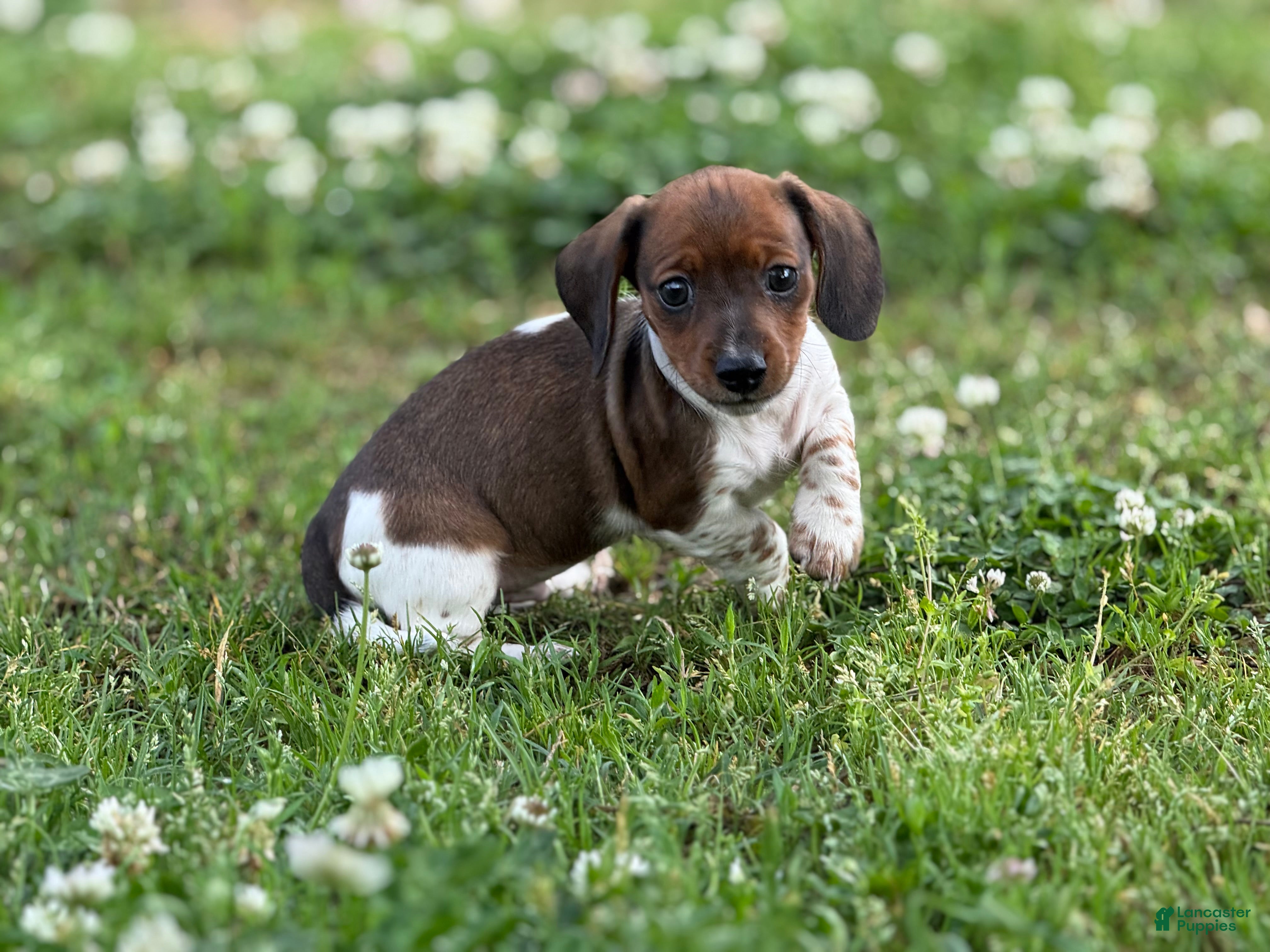Miniature Dachshund dogs Shorty - Ad 3
