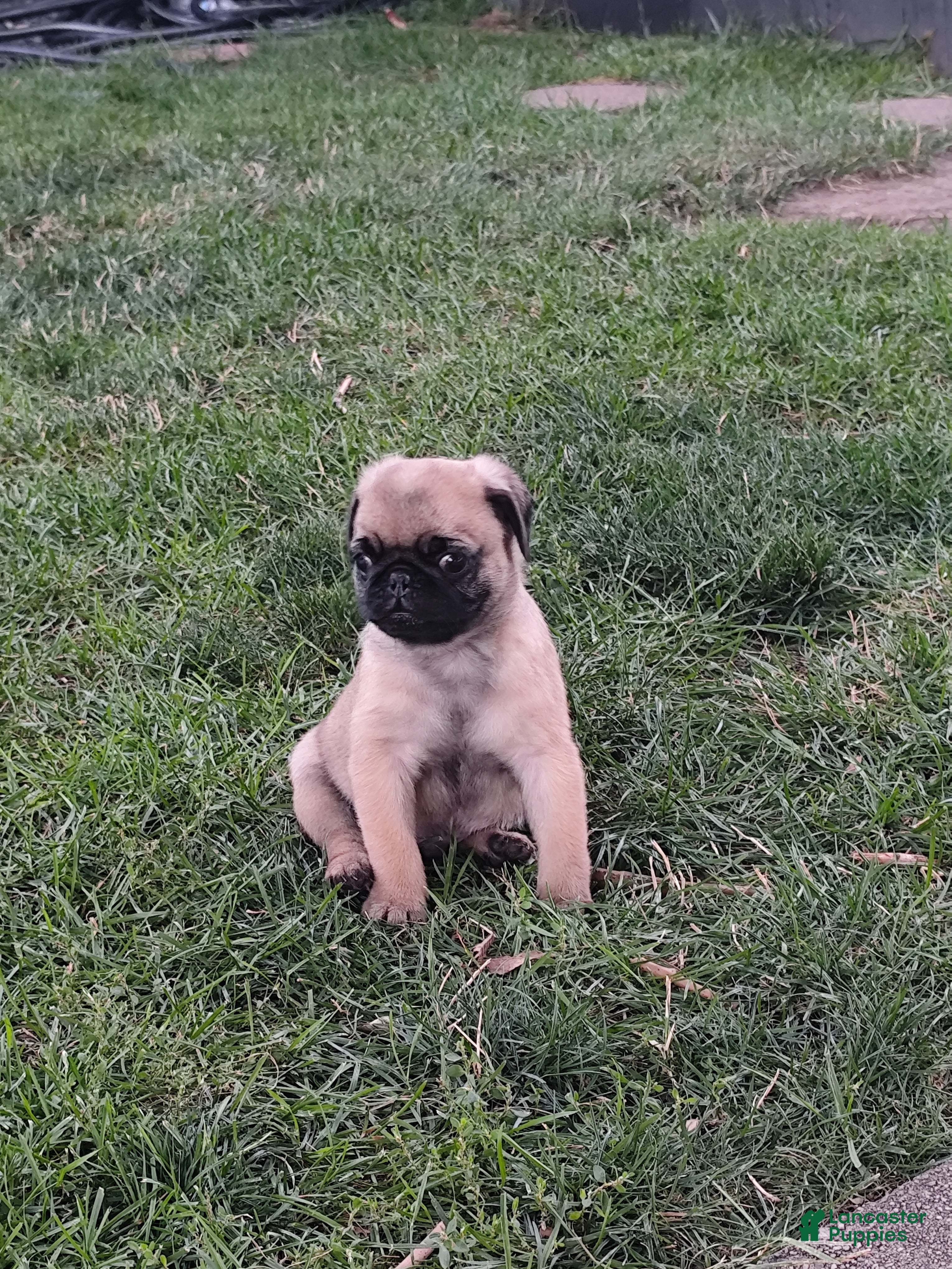 Pug dogs Pug 2 - Ad 2
