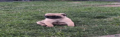 Pug 2