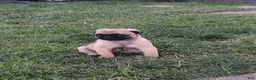 Pug dogs for sale: Pug 2 - Ad 1