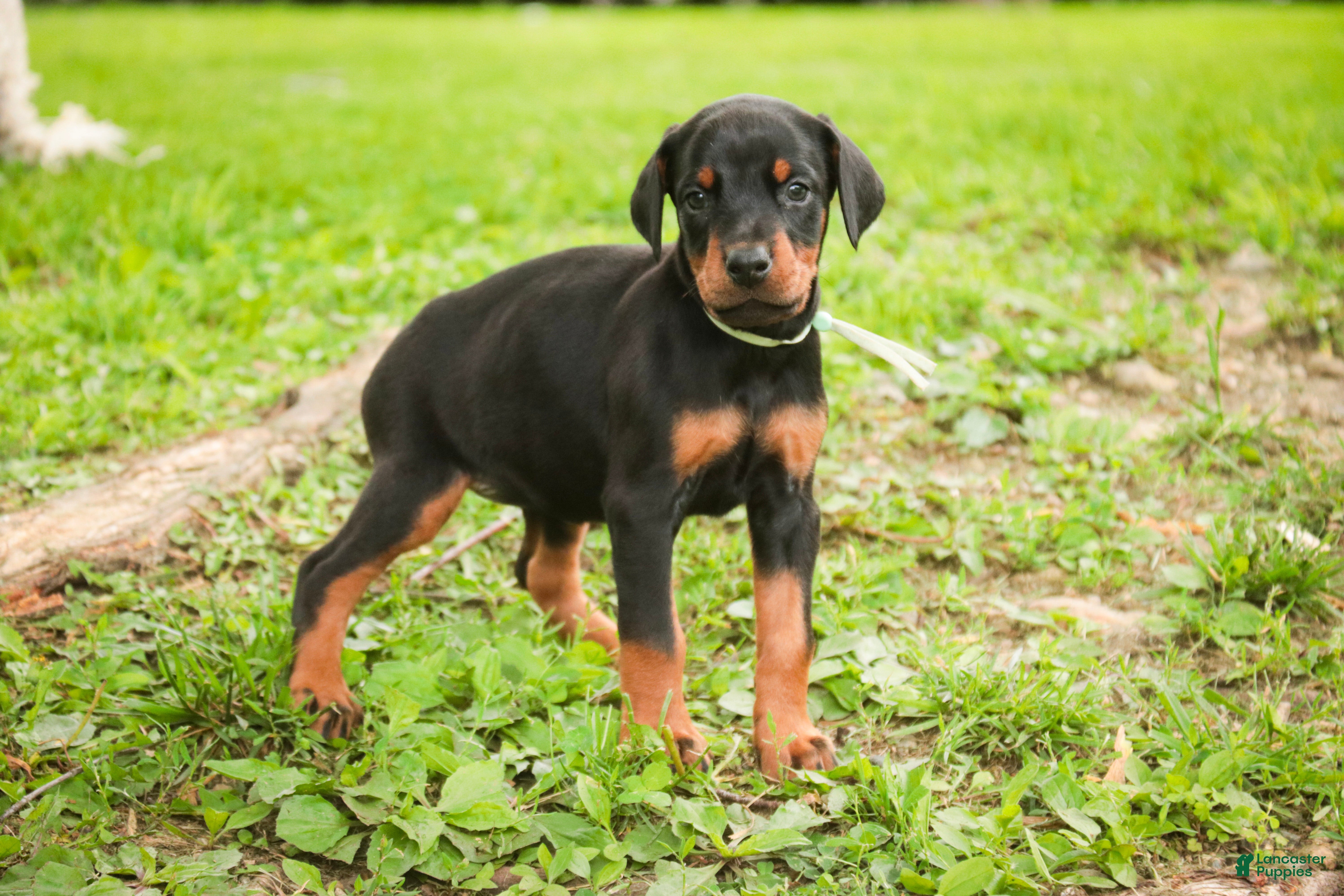 Doberman Pinscher dogs for sale: Reverie - Ad 10