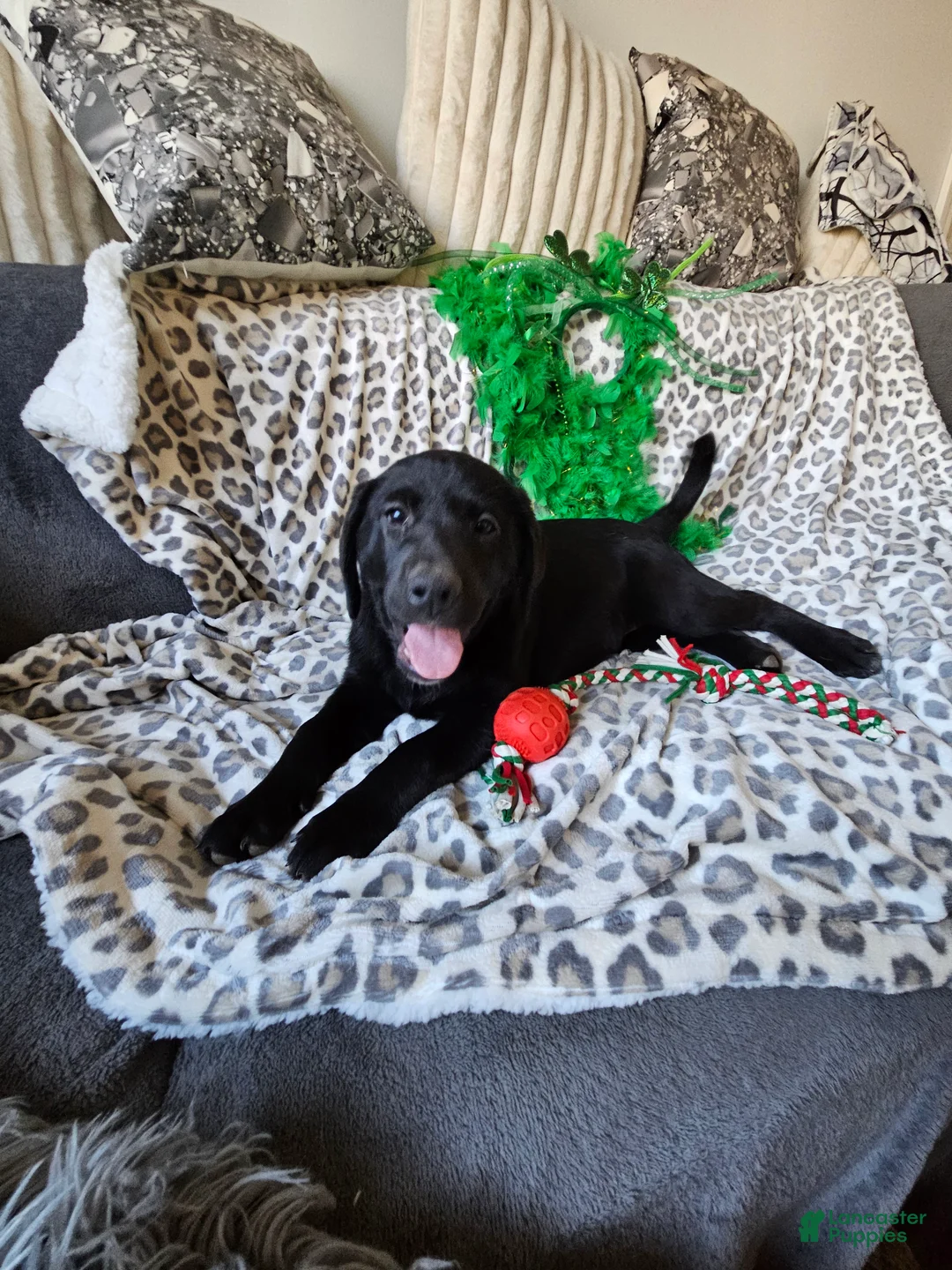 Labrador Retriever dogs for sale: Labrador Retriever Puppy 6 - Ad 1