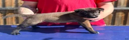 Belgian Malinois dogs for sale: AKC Belgian Malinois - Brown Collar - Ad 4