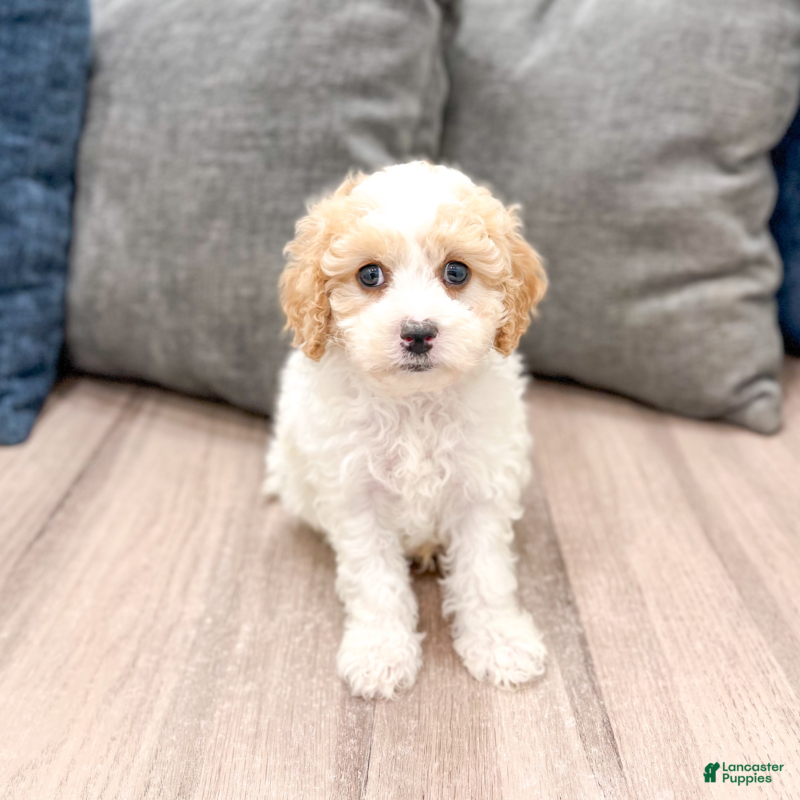 Cavapoo dogs Leo - Ad 1