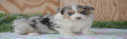 Welsh Corgi Pembroke dogs for sale: Legend - Ad 12