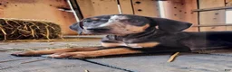 Catahoula Leopard Dog dogs for sale: Bug 2026 Male 1 - Ad 4