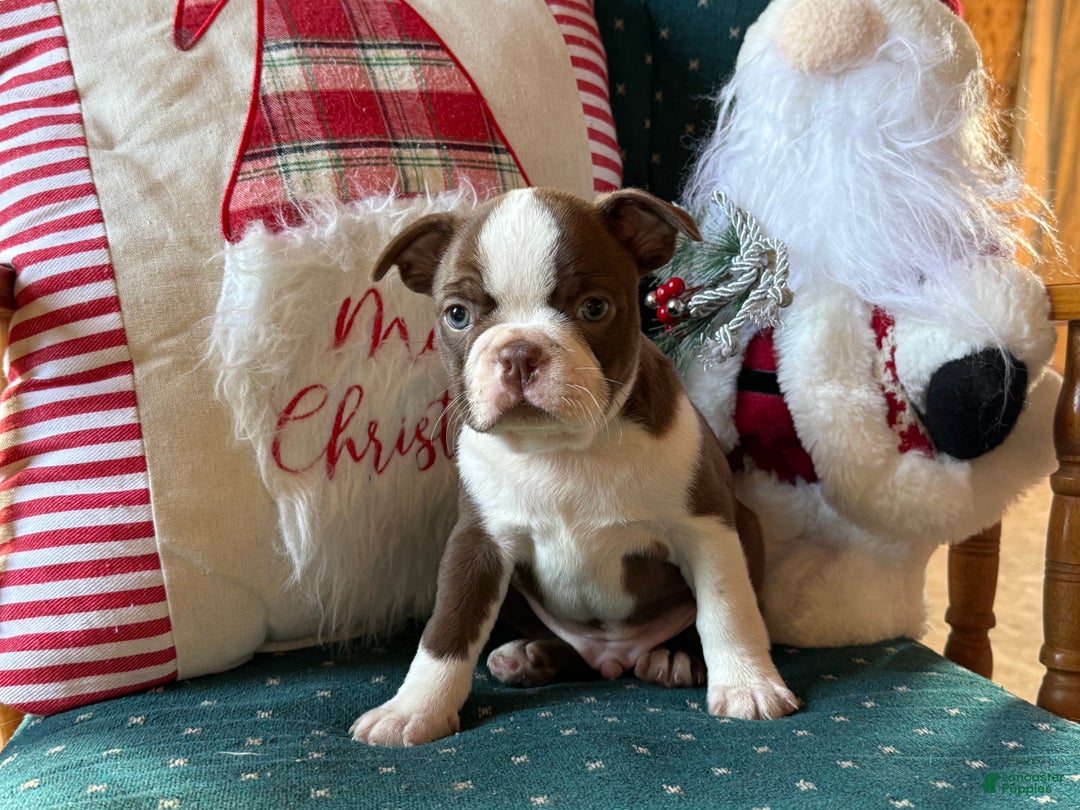 Boston Terrier dogs for sale: Blizzard  - Ad 3