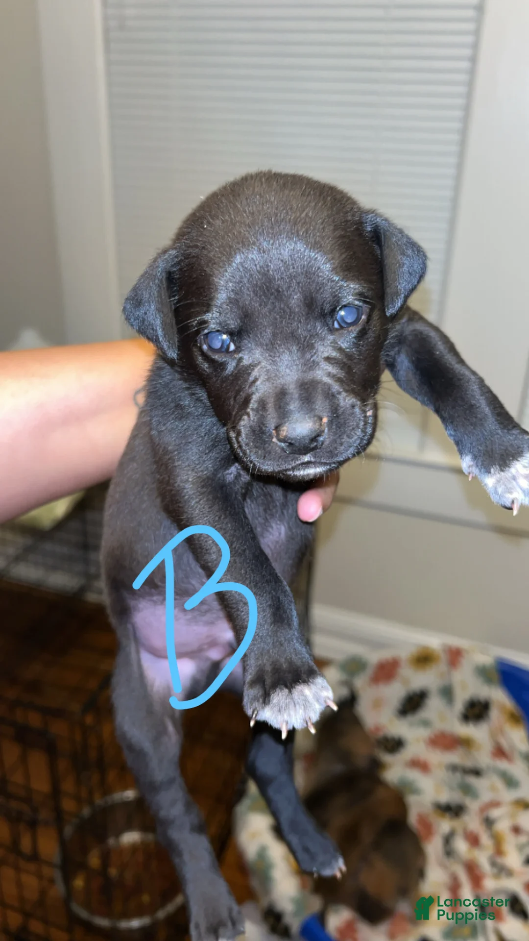 Mixed Breed dogs for sale: Mixed Breed Puppy 4 - Ad 1