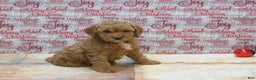 Goldendoodle dogs for sale: Mini Rusty - Ad 10
