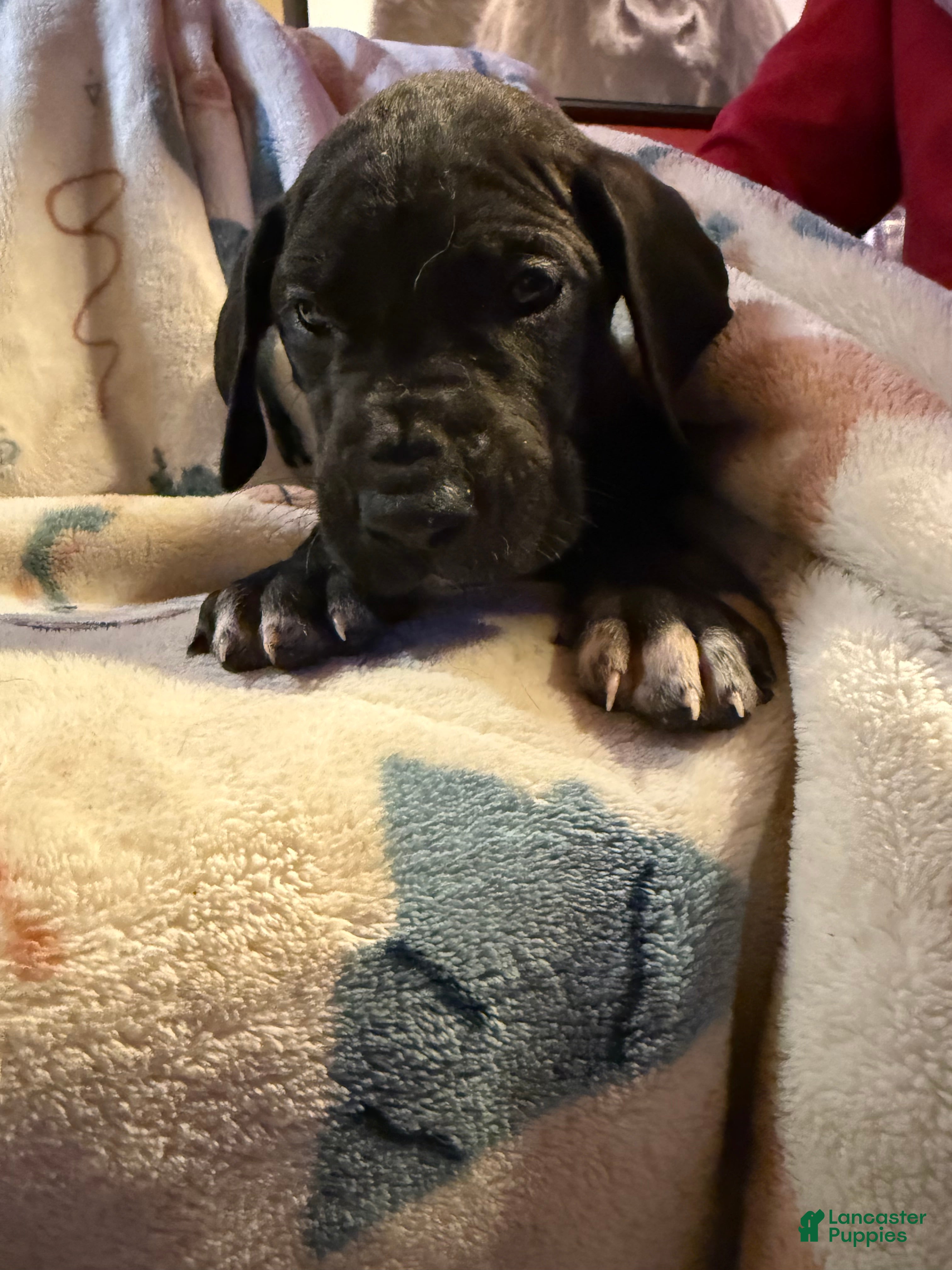 Great Dane dogs Great Dane Puppy 2 - Ad 35