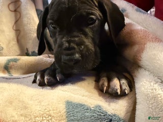 Great Dane dogs Great Dane Puppy 2 - Ad 11